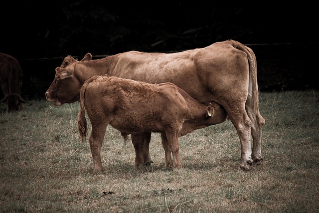 cow-8329667_640